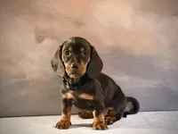 Ruby, a female Miniature Dachshund for sale in Denver, CO – 3 of 3