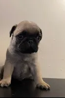 Cooper, a male Pug for sale in Denver, CO – 3 of 3