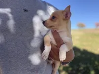 Wero, a male Chihuahua for sale in Denver, CO – 2 of 6