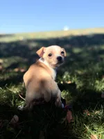 Wero, a male Chihuahua for sale in Denver, CO – 4 of 6
