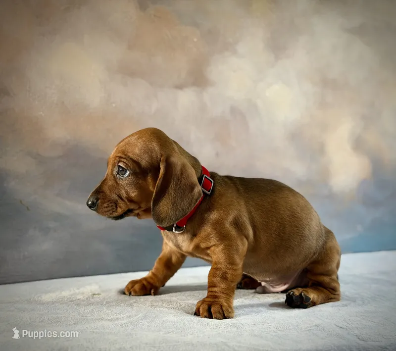 Niko – Miniature Dachshund puppy for sale in Denver, CO
