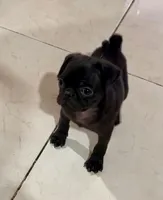 Luna, a female Pug for sale in Denver, CO – 3 of 3
