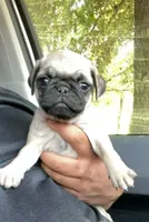 Bella, a female Pug for sale in Denver, CO – 1 of 1