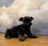 Henry, a male Miniature Schnauzer for sale in Lone Tree, CO – Photo 2 of 3