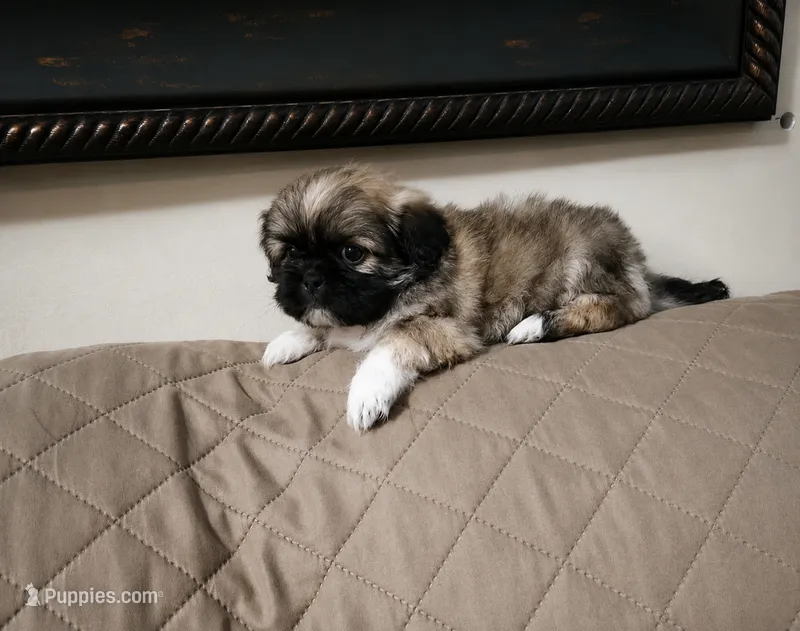 Luna – Shih Tzu puppy for sale in Lone Tree, CO