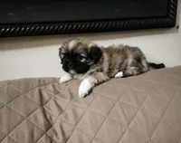 Luna, a female Shih Tzu for sale in Lone Tree, CO – 1 of 1
