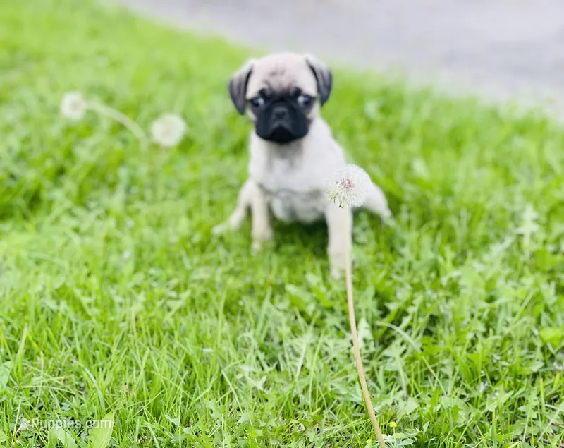 Daisy – Pug puppy for sale in Denver, CO