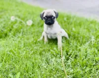 Daisy, a female Pug for sale in Denver, CO – 1 of 2