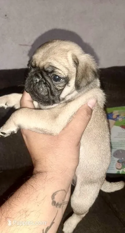 Millie – Pug puppy for sale in Denver, CO