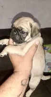 Millie, a female Pug for sale in Denver, CO – 1 of 1
