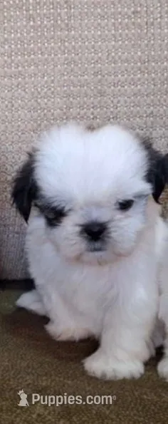 Mochi – Shih Tzu puppy for sale in Lone Tree, CO