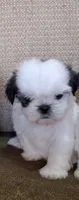 Mochi, a female Shih Tzu for sale in Lone Tree, CO – 1 of 1