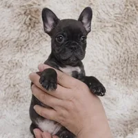 Ember, a female French Bulldog for sale in Tempe, AZ – Photo 3 of 3