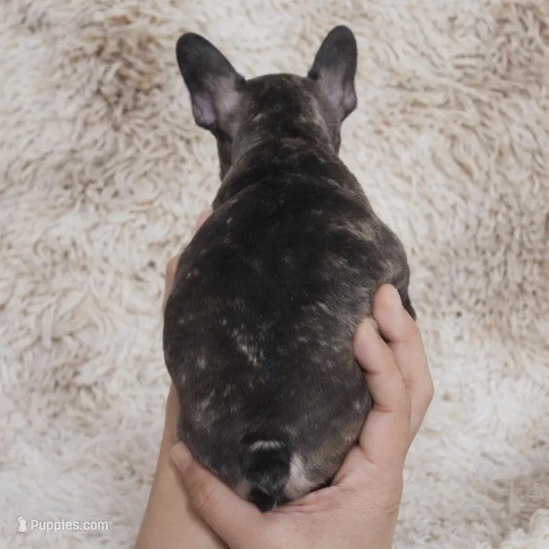 Ember – French Bulldog puppy for sale in Tempe, AZ