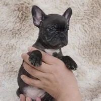 Ember, a female French Bulldog for sale in Tempe, AZ – Photo 2 of 3