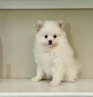 Koda, a male Pomeranian for sale in Tempe, AZ – Photo 2 of 3