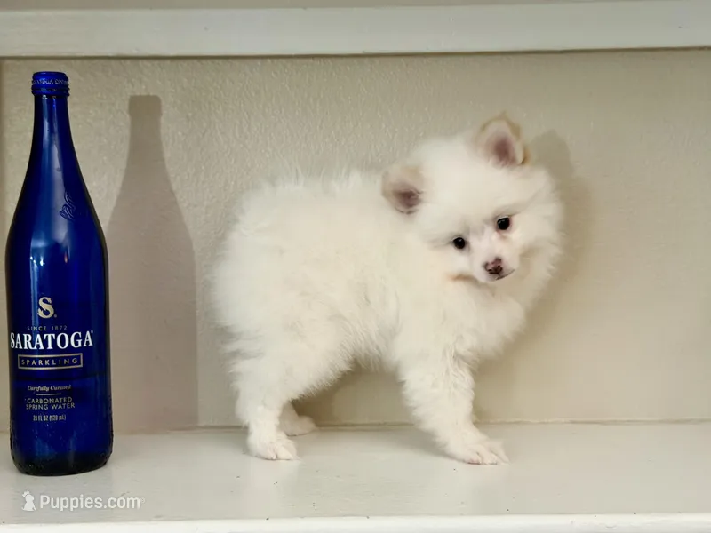 Koda, a male Pomeranian for sale in Tempe, AZ – Photo 1 of 3