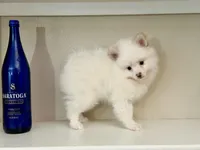 Koda, a male Pomeranian for sale in Tempe, AZ – Photo 1 of 3