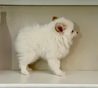 Koda, a male Pomeranian for sale in Tempe, AZ – Photo 3 of 3