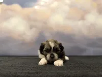 Milo, a male Shih Tzu for sale in Lone Tree, CO – Photo 2 of 3