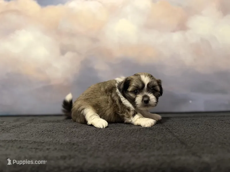 Milo – Shih Tzu puppy for sale in Lone Tree, CO