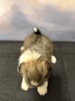 Milo, a male Shih Tzu for sale in Lone Tree, CO – Photo 3 of 3