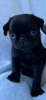 Ace, a male Pug for sale in Denver, CO – 2 of 2