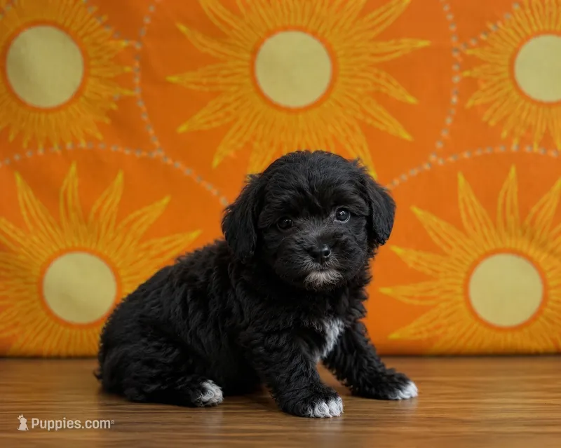Onyx – Maltipoo puppy for sale in Lone Tree, CO