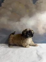 Pedro, a male Shih Tzu for sale in Lone Tree, CO – 2 of 5