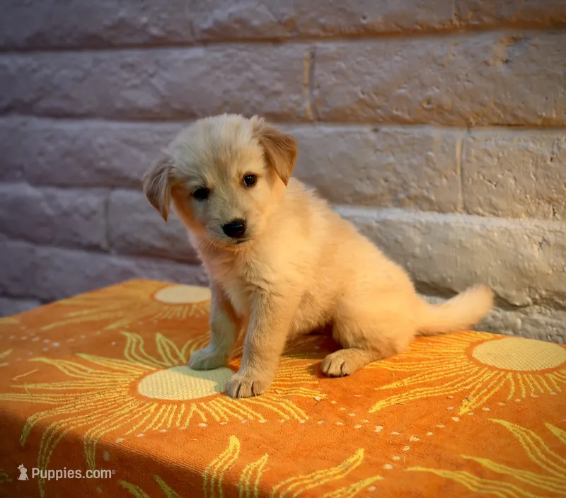 Honey – Golden Retriever puppy for sale in Chandler, AZ