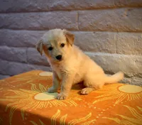 Honey, a female Golden Retriever for sale in Chandler, AZ – 1 of 3