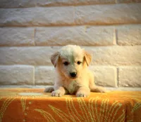 Honey, a female Golden Retriever for sale in Chandler, AZ – 2 of 3