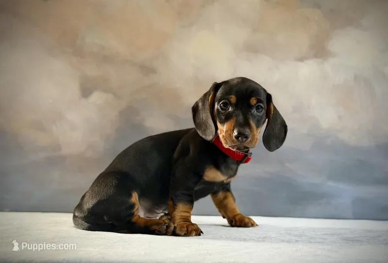 Pedro – Miniature Dachshund puppy for sale in Denver, CO