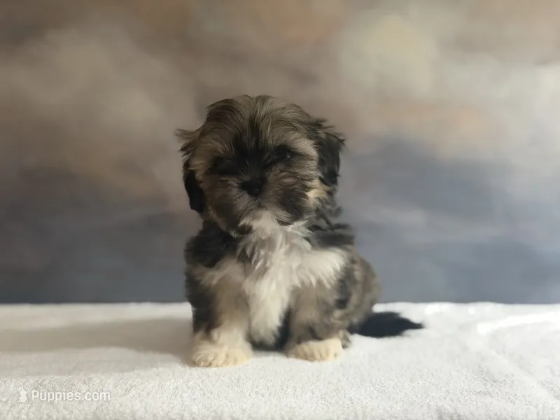 Teddy – Shih Tzu puppy for sale in Lone Tree, CO