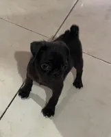 Luna, a female Pug for sale in Denver, CO – 2 of 3
