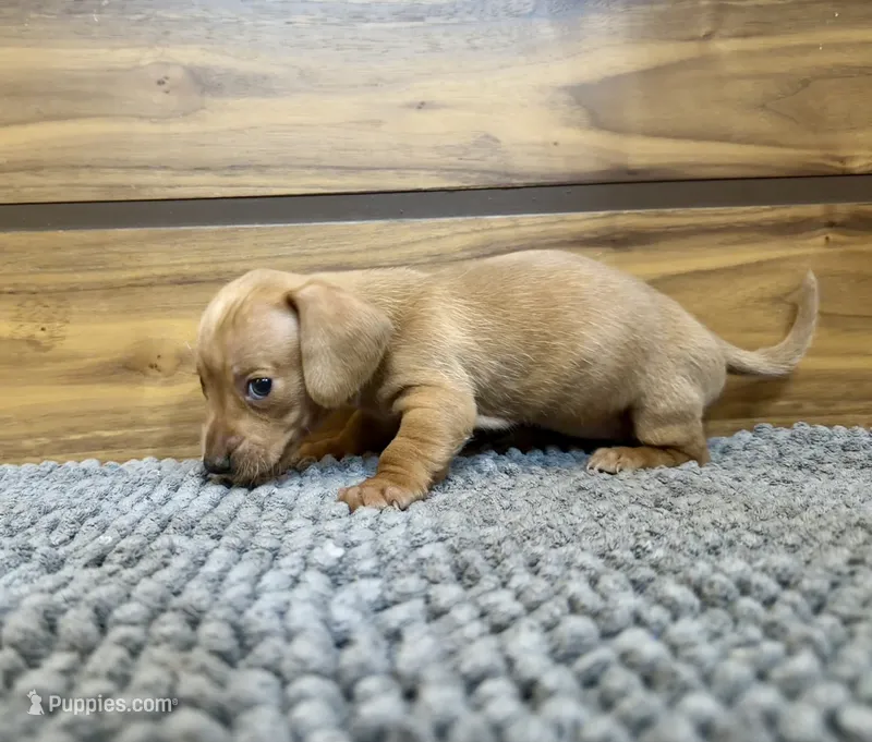 Bruno – Miniature Dachshund puppy for sale in Denver, CO