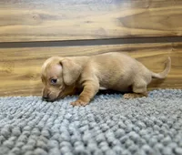 Bruno, a male Miniature Dachshund for sale in Denver, CO – 1 of 1