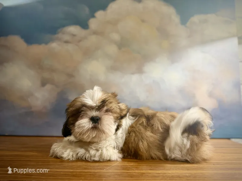 Lily – Shih Tzu puppy for sale in Lone Tree, CO