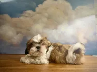 Lily, a female Shih Tzu for sale in Lone Tree, CO – 1 of 5