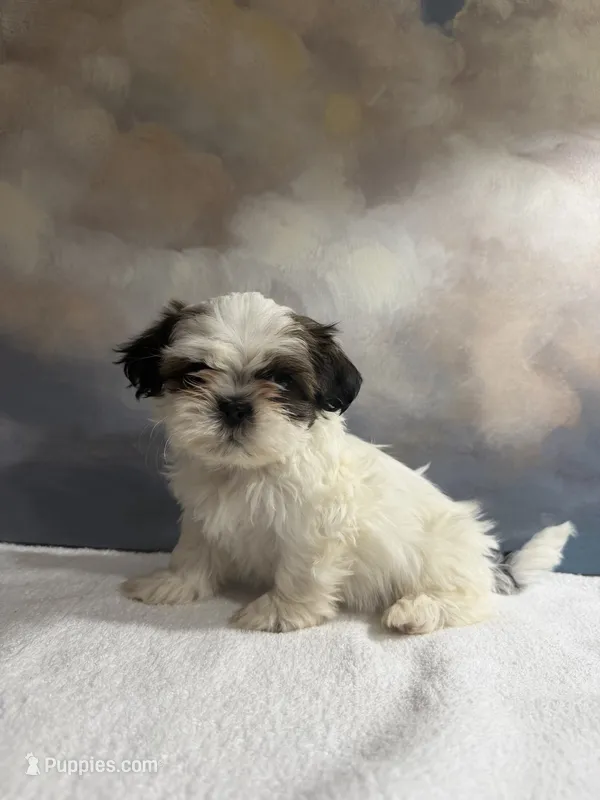 Milo – Shih Tzu puppy for sale in Lone Tree, CO