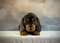 Atlas, a male Miniature Dachshund for sale in Denver, CO – 2 of 4