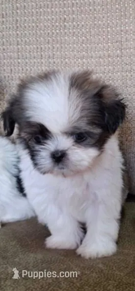 Daisy – Shih Tzu puppy for sale in Lone Tree, CO