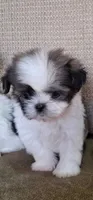 Daisy, a female Shih Tzu for sale in Lone Tree, CO – 1 of 1