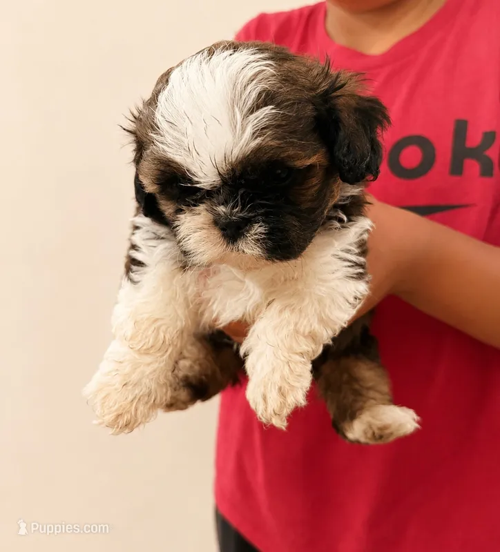 Winston – Shih Tzu puppy for sale in Lone Tree, CO