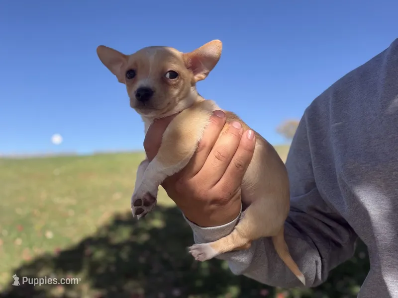 Wero – Chihuahua puppy for sale in Denver, CO