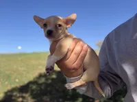 Wero, a male Chihuahua for sale in Denver, CO – 1 of 6