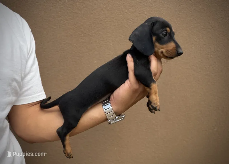 Dante – Miniature Dachshund puppy for sale in Chandler, AZ