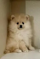 Leo, a male Pomeranian for sale in Tempe, AZ – Photo 2 of 5