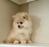 Leo, a male Pomeranian for sale in Tempe, AZ – Photo 3 of 5