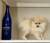 Leo, a male Pomeranian for sale in Tempe, AZ – Photo 1 of 5